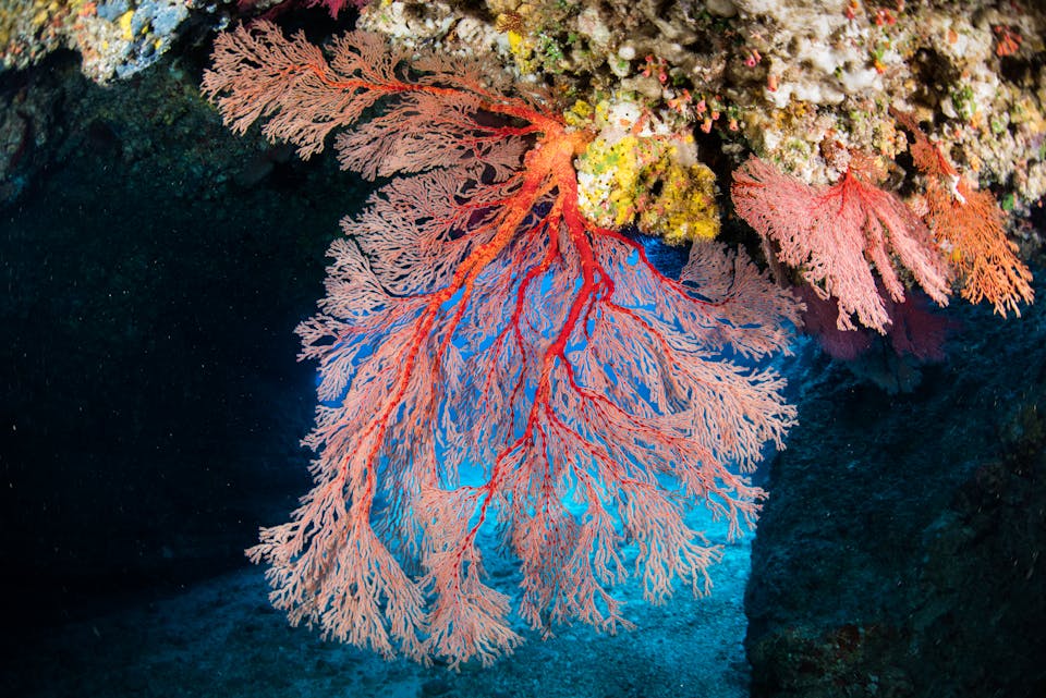 Подводный мир Красного моря снорклинг Dahab